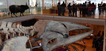 Houston Museum of Natural Science