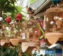 Yuen Po Street Bird Garden